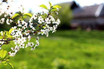 blossoming cherry branch background