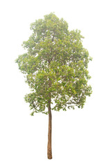 isolated tree on a white background