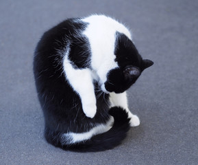 Schwarz - weisse Katze bei der Fellpflege