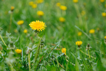 Lawn with bright yellow flowers dandelions