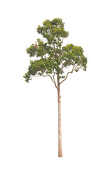 isolated tree on a white background