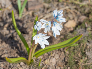 Pale blue flowers Pushkino