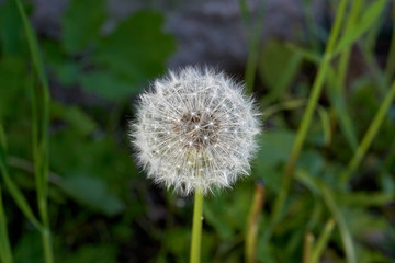 Dandelion