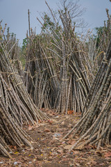 trunk of cassava tree