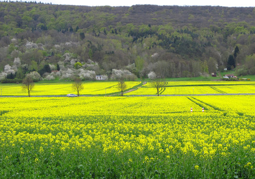 Raps-Feld