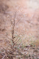 dry plants , meadow at summer