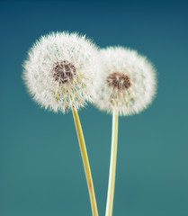 dandelion flower on green blue color background, many closeup object