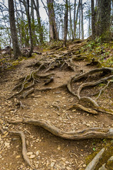 Tree roots on the footpath in forest.