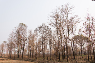 Obraz premium Forest fires with burned trees