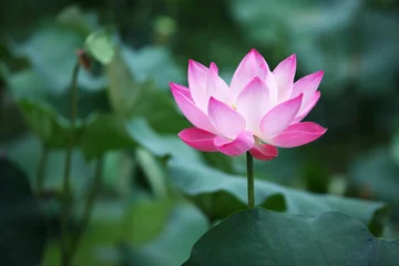 Photo sur Plexiglas fleur de lotus fleur de lotus.