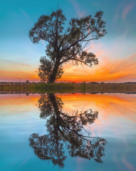 Fototapeta na wymiar tree silhouette reflected in a lake