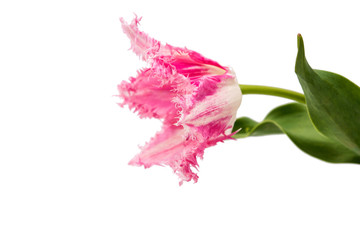 Fototapeta na wymiar pink tulip isolated