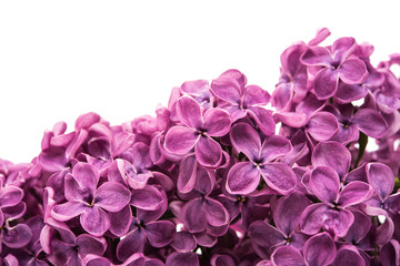 Fresh lilac flower isolated
