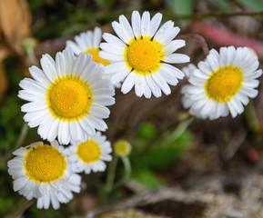 Fototapeta premium Several camomile flowers