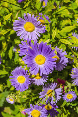 Obraz premium tansy aster flowers