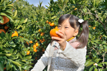 みかん狩りを楽しむ女の子