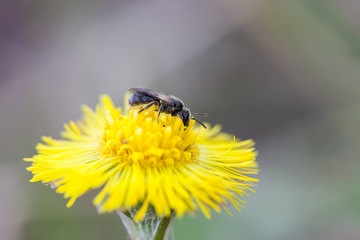 small fly insect on a flower of coltsfoot Tussilago Farfara