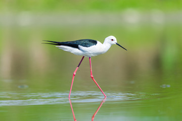 Black winged stilt