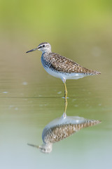 Green Sandpiper