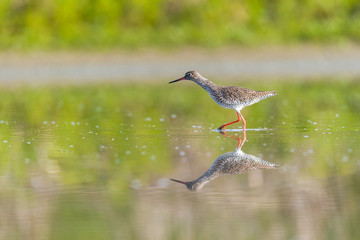 Female Ruff Reflecting