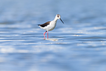 Black winged stilt