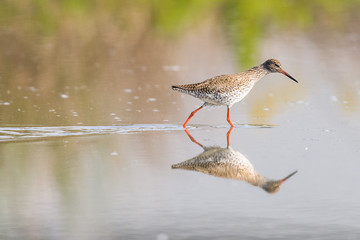 Female Ruff Reflecting