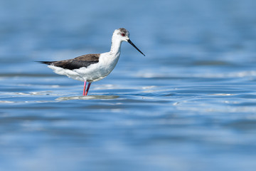 Black winged stilt