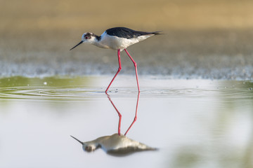 Black winged stilt