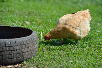 Picture of a hen looking for food in green grass, near a rubber