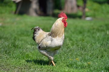 Beautiful and proud rooster with white feathers in the summer gr