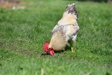 Beautiful and proud rooster with white feathers in the summer gr