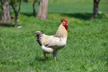 Naklejka na ściany i meble Beautiful and proud rooster with white feathers in the summer gr