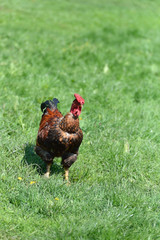 Picture of red feathers rooster with a bare neck in a green gras