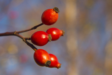 ripe hip roses on branch with leaves