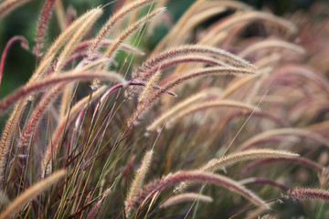 reeds grass.