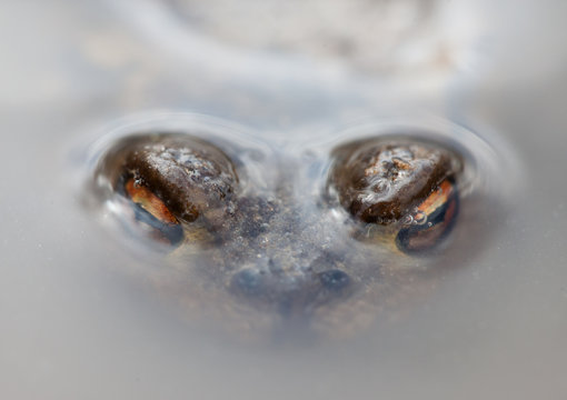 look of frogs from under the dirty water