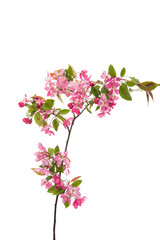 Naklejka na ściany i meble pink flowers on an apple-tree