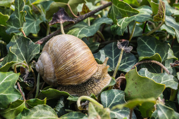 Weinbergschnecke