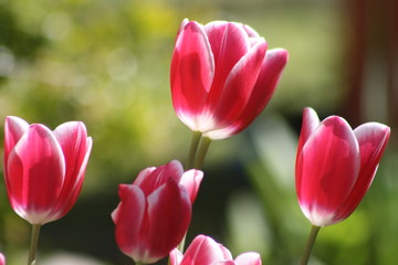 Obraz premium tulpen, tulipa, rot-weiß, gruppe, frühling, frühjahr