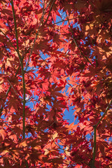 Red tree leaves with spots of sky.