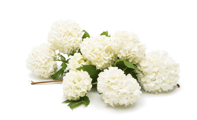 Viburnum branch with flowers