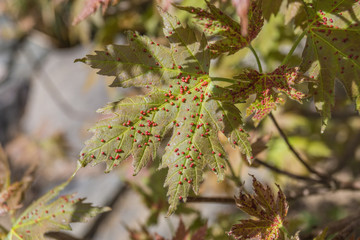 Ahorn mit Gallmilbenbefall