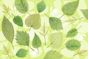 Naklejki  streszczenie zielone liście tło. wzór liści