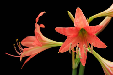 amaryllis flower