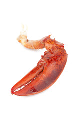 lobster claw