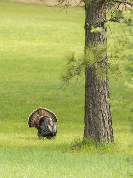 Turkey walking by the tree.