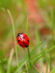 Ladybug on a green blade