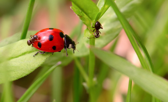 Ladybug and ants on a green blade