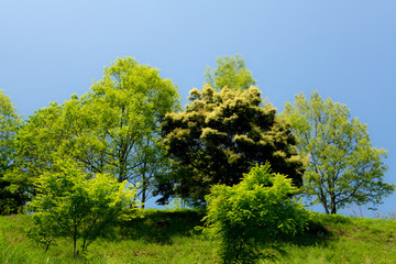 Obraz premium 白い花の咲く木