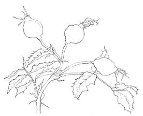Ink illustration of dog-rose
